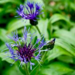 Mountain bluet
